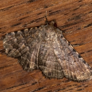 Diatenes aglossoides at Melba, ACT - 25 Jan 2021 12:08 PM