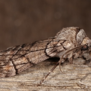 Stibaroma undescribed species at Melba, ACT - 15 Apr 2021 02:02 AM