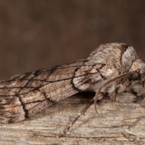 Stibaroma undescribed species at Melba, ACT - 15 Apr 2021