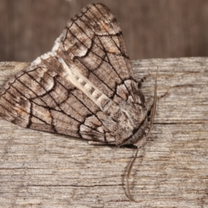 Stibaroma undescribed species at Melba, ACT - 15 Apr 2021