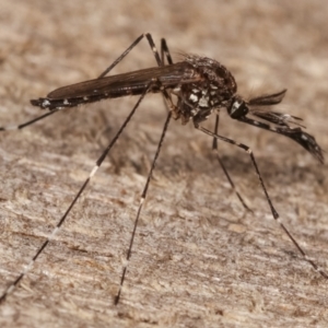 Culicidae (family) at Melba, ACT - 15 Apr 2021