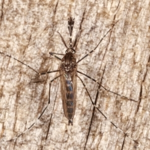 Culicidae (family) at Melba, ACT - 15 Apr 2021 02:01 AM