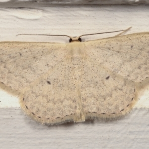 Scopula optivata at Melba, ACT - 15 Apr 2021 02:02 AM