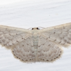 Idaea philocosma (Flecked Wave) at Melba, ACT - 14 Apr 2021 by kasiaaus