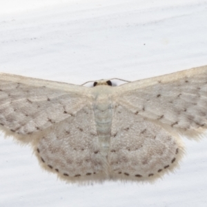 Idaea philocosma at Melba, ACT - 15 Apr 2021