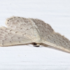 Idaea philocosma at Melba, ACT - 15 Apr 2021