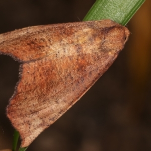 Mnesampela privata at Melba, ACT - 15 Apr 2021 02:05 AM