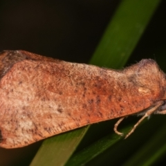 Mnesampela privata at Melba, ACT - 15 Apr 2021