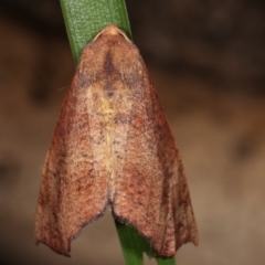 Mnesampela privata at Melba, ACT - 15 Apr 2021 02:05 AM