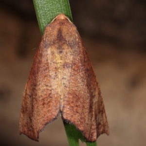 Mnesampela privata at Melba, ACT - 15 Apr 2021 02:05 AM