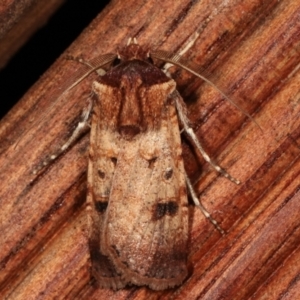 Agrotis porphyricollis at Melba, ACT - 15 Apr 2021