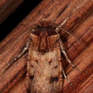 Agrotis porphyricollis at Melba, ACT - 15 Apr 2021