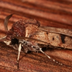 Agrotis porphyricollis at Melba, ACT - 15 Apr 2021 07:27 PM