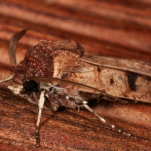 Agrotis porphyricollis at Melba, ACT - 15 Apr 2021 07:27 PM