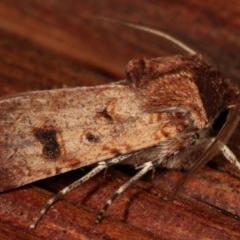 Agrotis porphyricollis at Melba, ACT - 15 Apr 2021