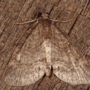 Alapadna pauropis at Melba, ACT - 15 Apr 2021 10:10 PM