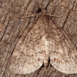 Alapadna pauropis at Melba, ACT - 15 Apr 2021 10:10 PM