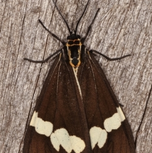 Nyctemera amicus at Melba, ACT - 15 Apr 2021 10:11 PM