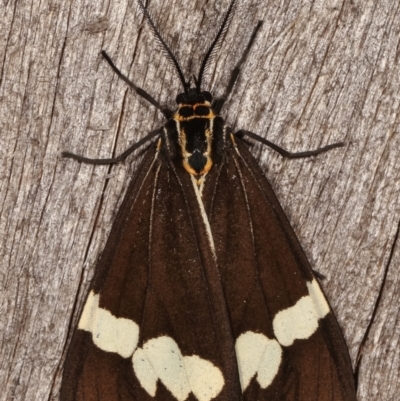 Nyctemera amicus (Senecio Moth, Magpie Moth, Cineraria Moth) at Melba, ACT - 15 Apr 2021 by kasiaaus