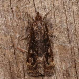 Achyra affinitalis at Melba, ACT - 15 Apr 2021 10:12 PM