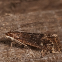 Achyra affinitalis at Melba, ACT - 15 Apr 2021