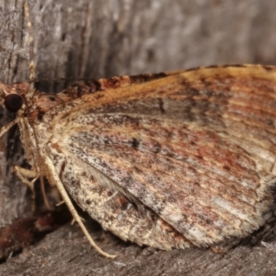 Larentiinae (subfamily) (A geometer moth) at Melba, ACT - 15 Apr 2021 by kasiaaus