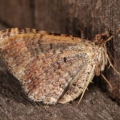 Larentiinae (subfamily) at Melba, ACT - 15 Apr 2021 10:13 PM