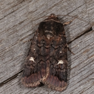 Proteuxoa (genus) at Melba, ACT - 15 Apr 2021