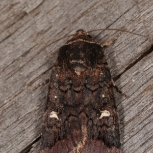 Proteuxoa (genus) at Melba, ACT - 15 Apr 2021 10:19 PM