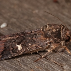 Proteuxoa (genus) at Melba, ACT - 15 Apr 2021