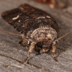 Proteuxoa (genus) at Melba, ACT - 15 Apr 2021