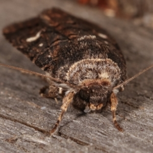 Proteuxoa (genus) at Melba, ACT - 15 Apr 2021 10:19 PM