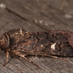 Proteuxoa (genus) at Melba, ACT - 15 Apr 2021