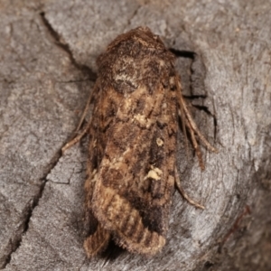 Proteuxoa (genus) at Melba, ACT - 15 Apr 2021