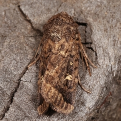 Proteuxoa (genus) (A Noctuid moth) at Melba, ACT - 15 Apr 2021 by kasiaaus