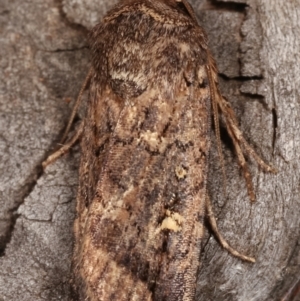 Proteuxoa (genus) at Melba, ACT - 15 Apr 2021