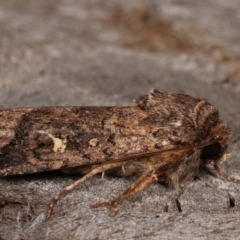 Proteuxoa (genus) at Melba, ACT - 15 Apr 2021