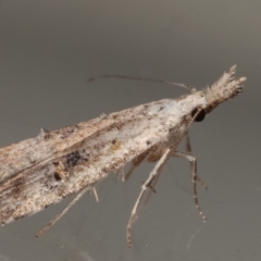 Carposina undescribed species at Melba, ACT - 16 Apr 2021