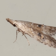 Carposina undescribed species at Melba, ACT - 16 Apr 2021