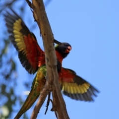 Trichoglossus moluccanus (Rainbow Lorikeet) at Wanniassa, ACT - 18 Apr 2021 by RodDeb