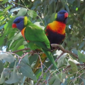 Trichoglossus moluccanus at Wanniassa, ACT - 18 Apr 2021