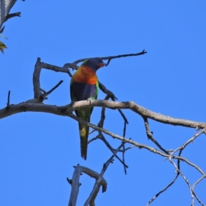 Trichoglossus moluccanus at Wanniassa, ACT - 18 Apr 2021 01:42 PM