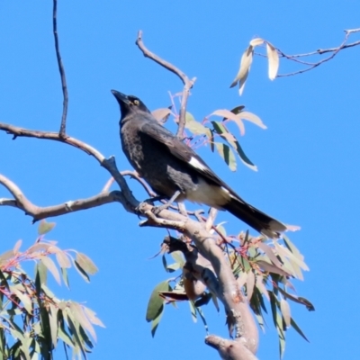 Strepera graculina (Pied Currawong) at Wanniassa Hills Open Space - 18 Apr 2021 by RodDeb