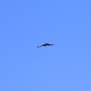 Strepera graculina at Wanniassa, ACT - 18 Apr 2021