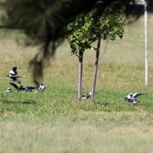 Gymnorhina tibicen at Wanniassa, ACT - 18 Apr 2021