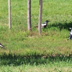 Gymnorhina tibicen at Wanniassa, ACT - 18 Apr 2021