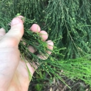 Exocarpos cupressiformis at O'Connor, ACT - 6 Apr 2021