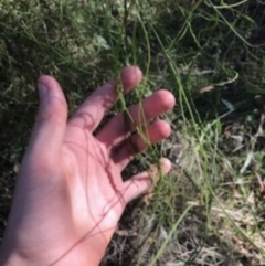 Cassytha (genus) (Dodder) at O'Connor, ACT - 6 Apr 2021 by Tapirlord