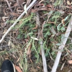 Melichrus urceolatus (Urn Heath) at O'Connor, ACT - 6 Apr 2021 by Tapirlord