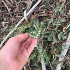 Melichrus urceolatus at O'Connor, ACT - 6 Apr 2021 03:51 PM